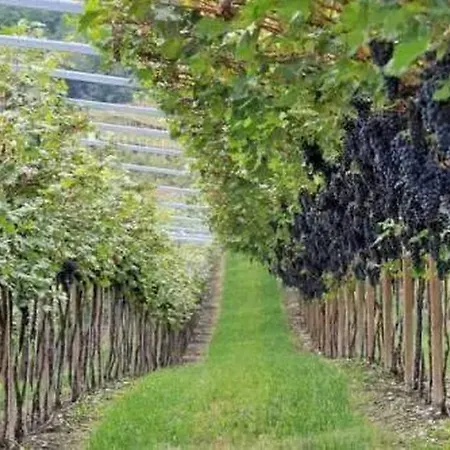 Affittacamere Agriturismo Subida 23 Cormòns